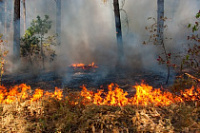 В России планируют в десять раз увеличить штрафы для виновников лесных пожаров.
